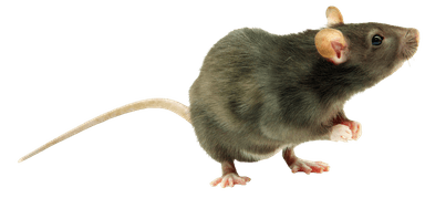 NYC rat